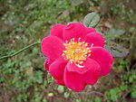 红色小花