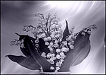 花卉
