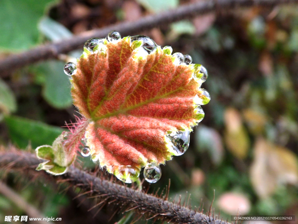 花草 露水
