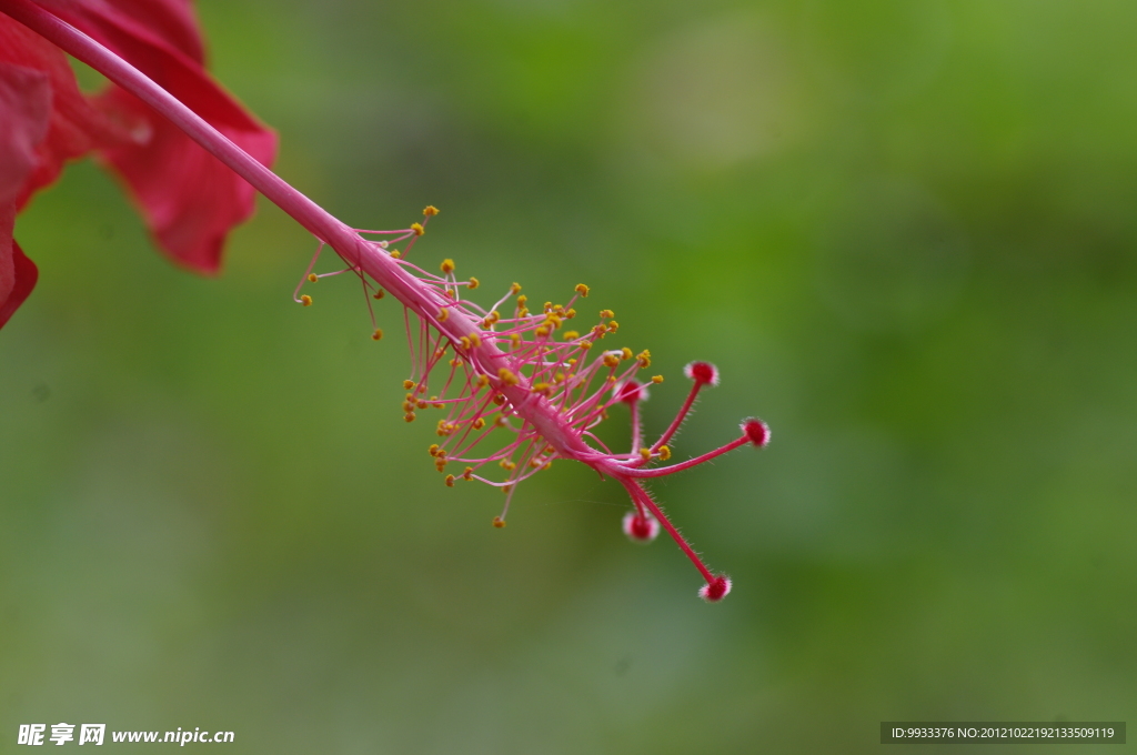 花蕊