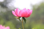 芍药花