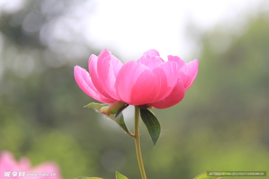 芍药花