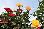 月季花