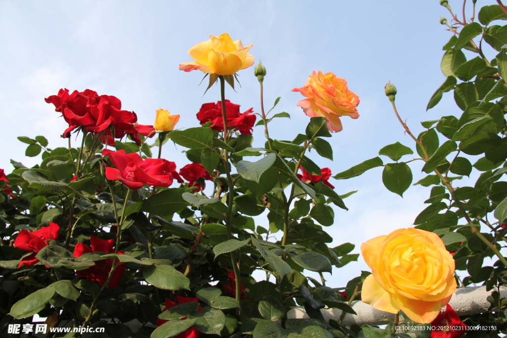 月季花