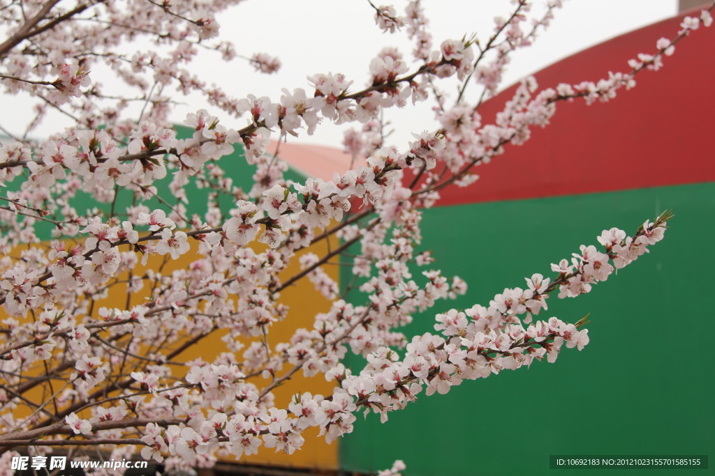 桃花