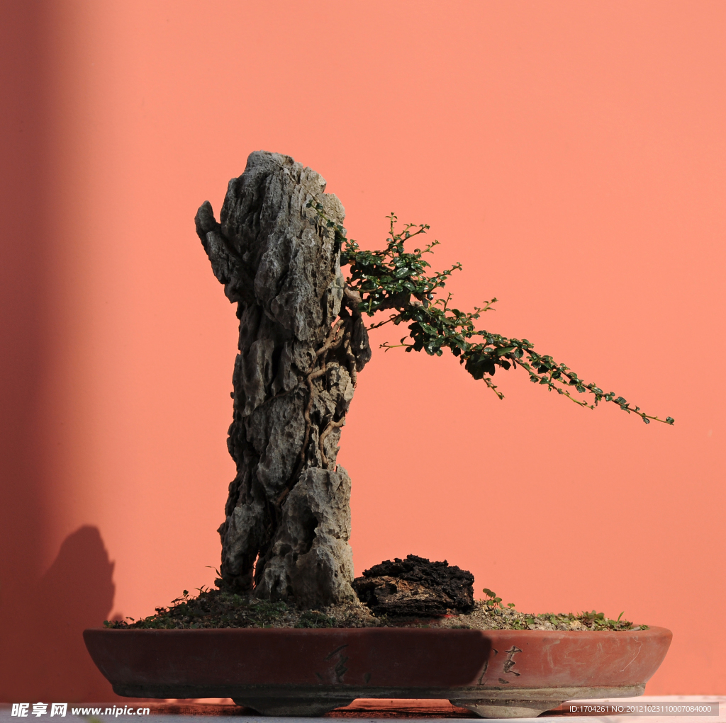 盆景
