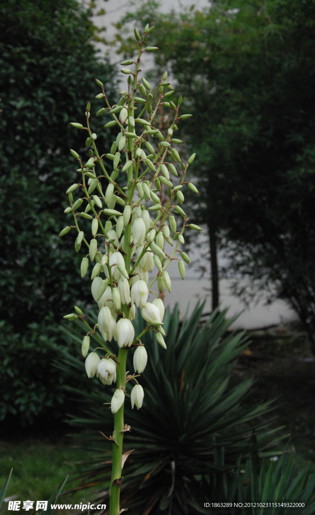 小白花