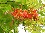 热带花