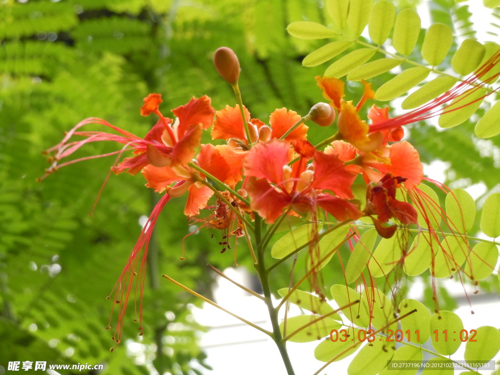 热带花