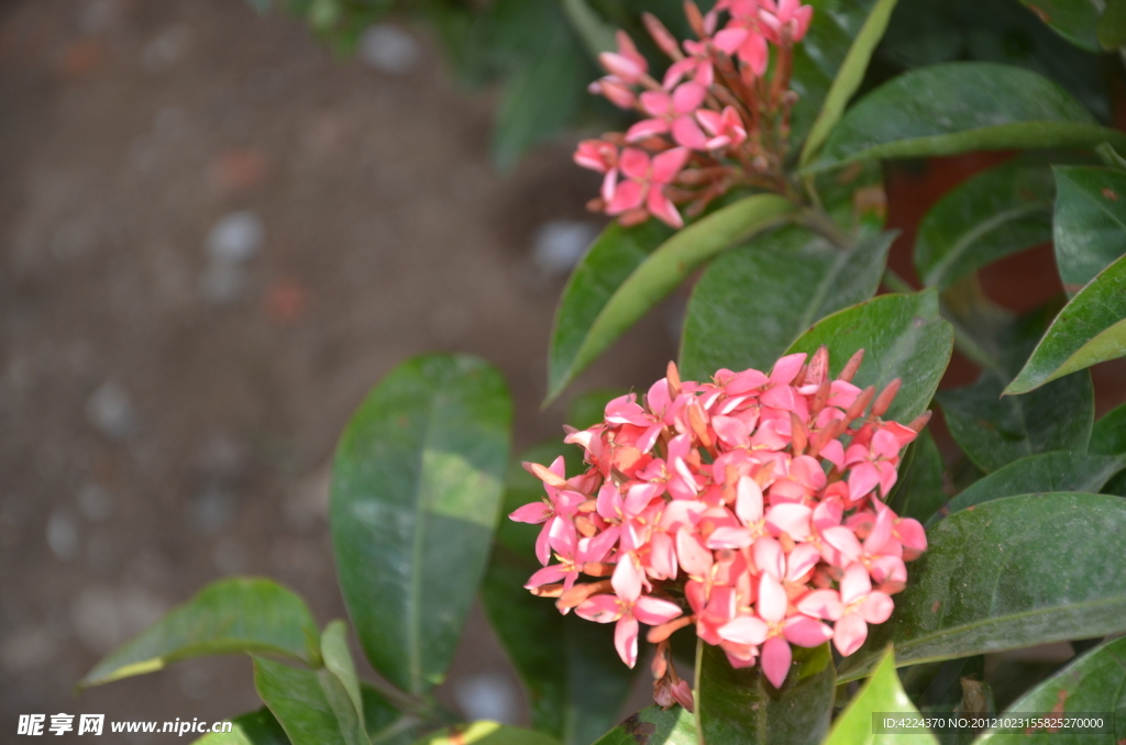 龙船花