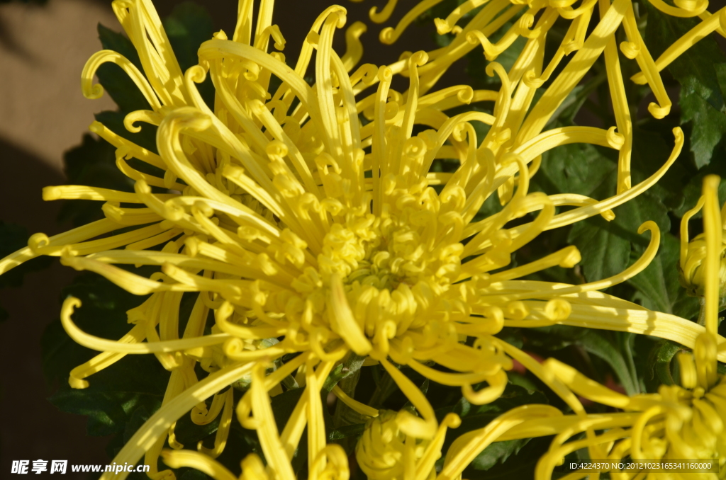 菊花