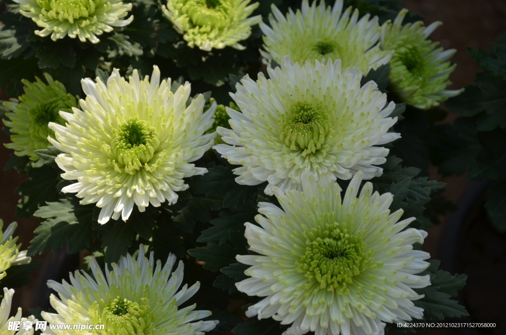 菊花