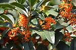 桂花