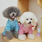 宠物衣服