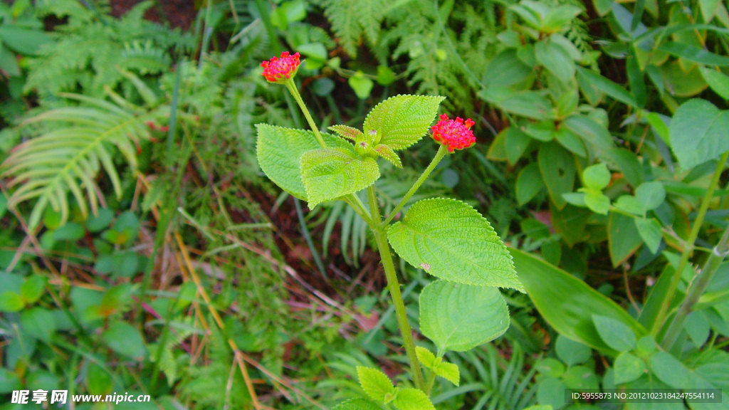 小红花
