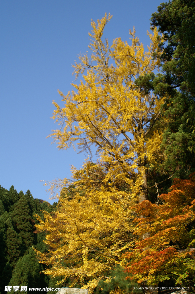 银杏