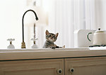 小猫