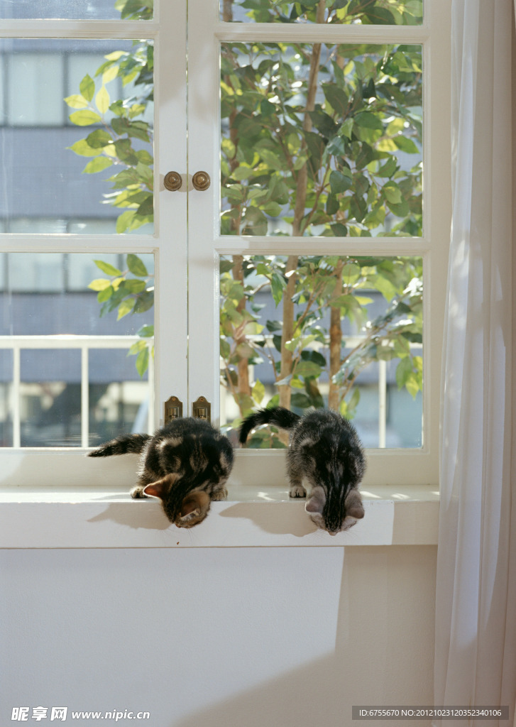 小猫