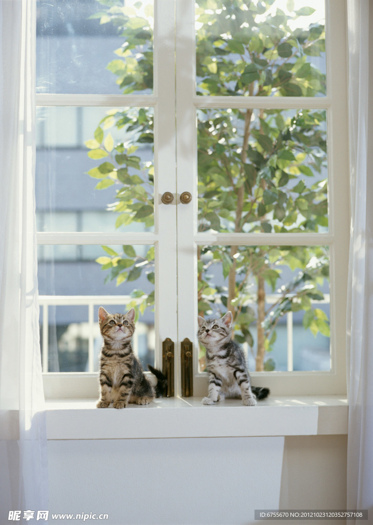 小猫