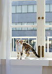 小猫