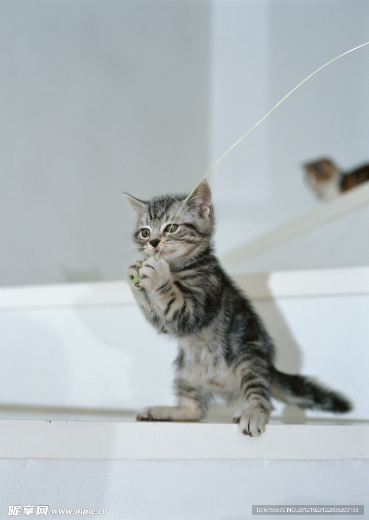 小猫