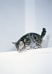 小猫