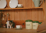 小猫