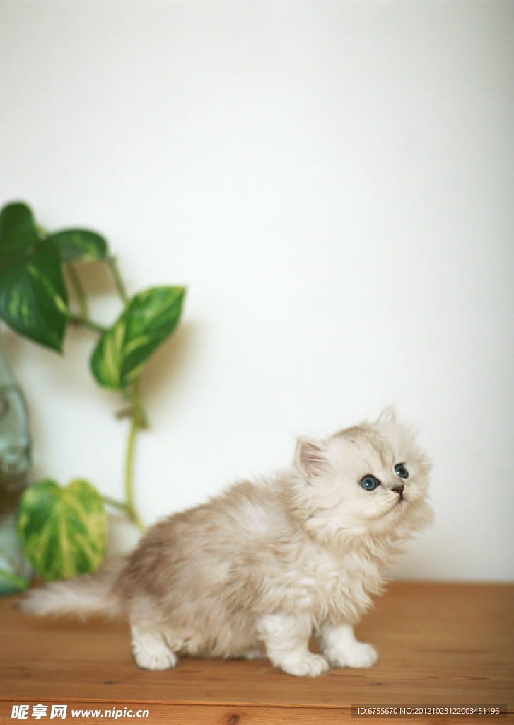 小猫