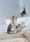 小猫