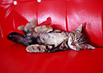 小猫睡觉