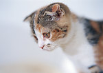 小猫