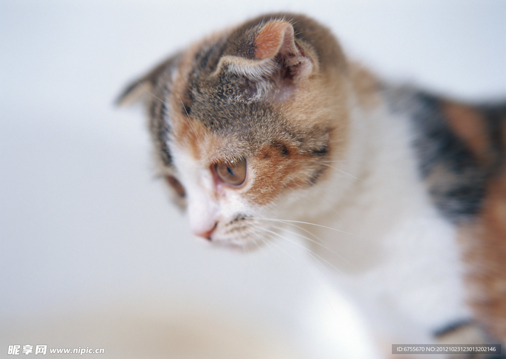 小猫