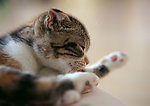 小猫