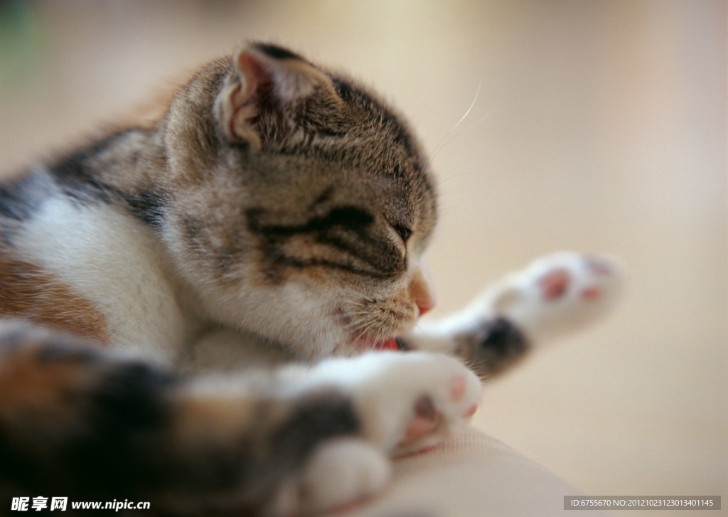 小猫