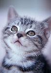 小猫