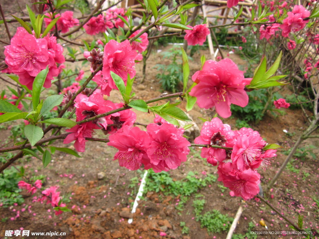樱花特写
