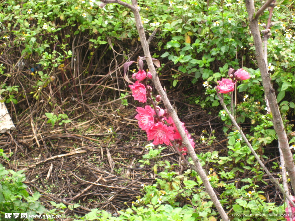 樱花