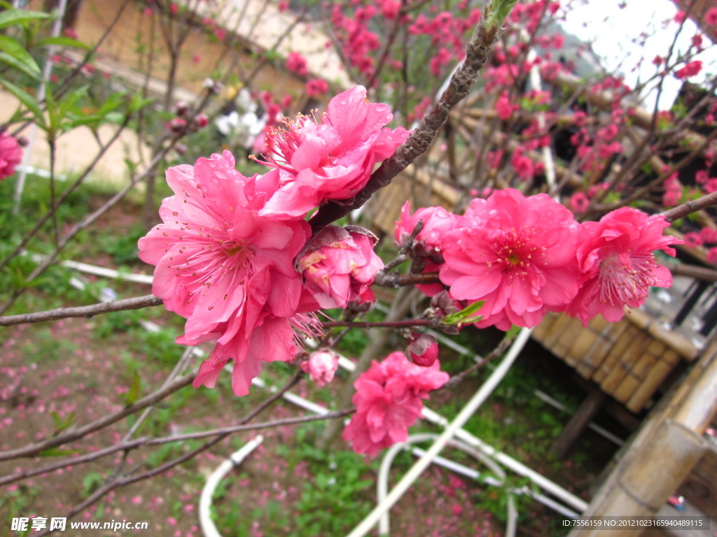 樱花特写