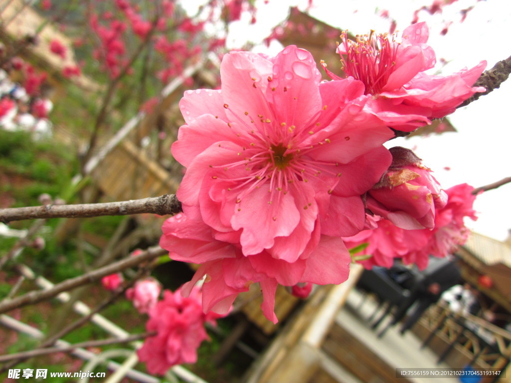 樱花特写