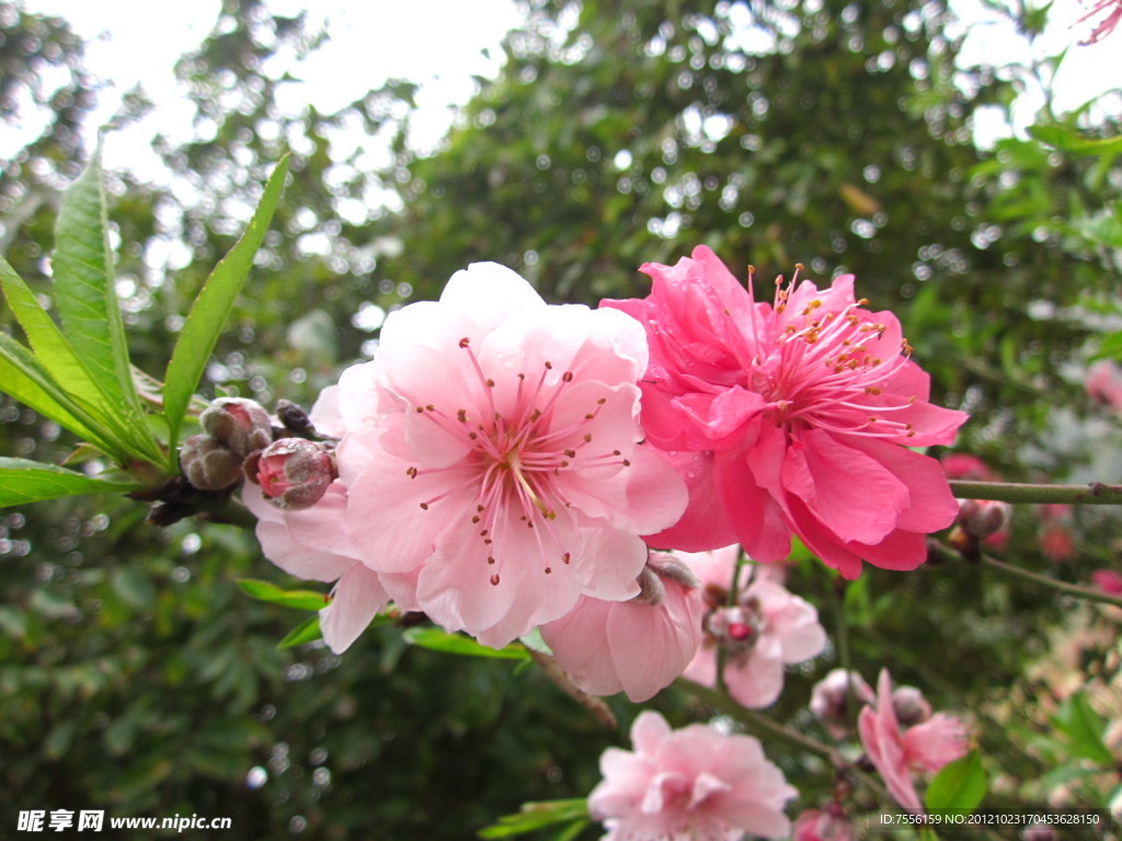 樱花