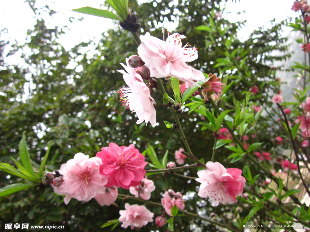 樱花特写镜头