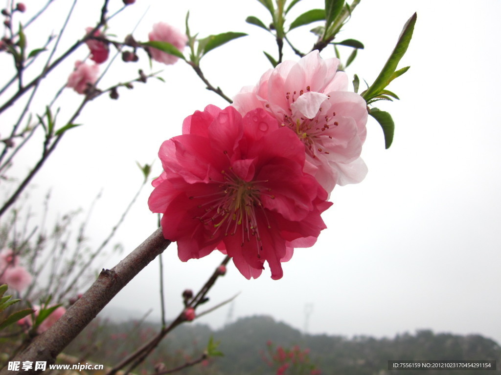 樱花特写镜头