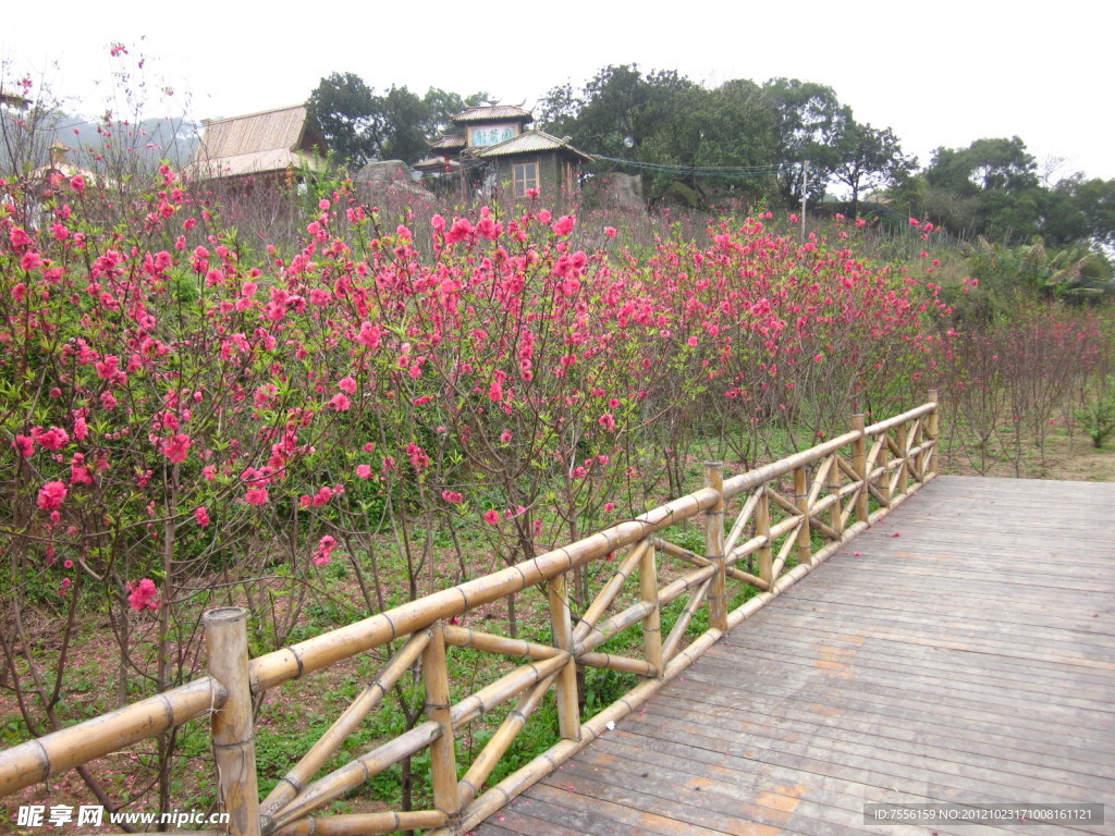 樱花园