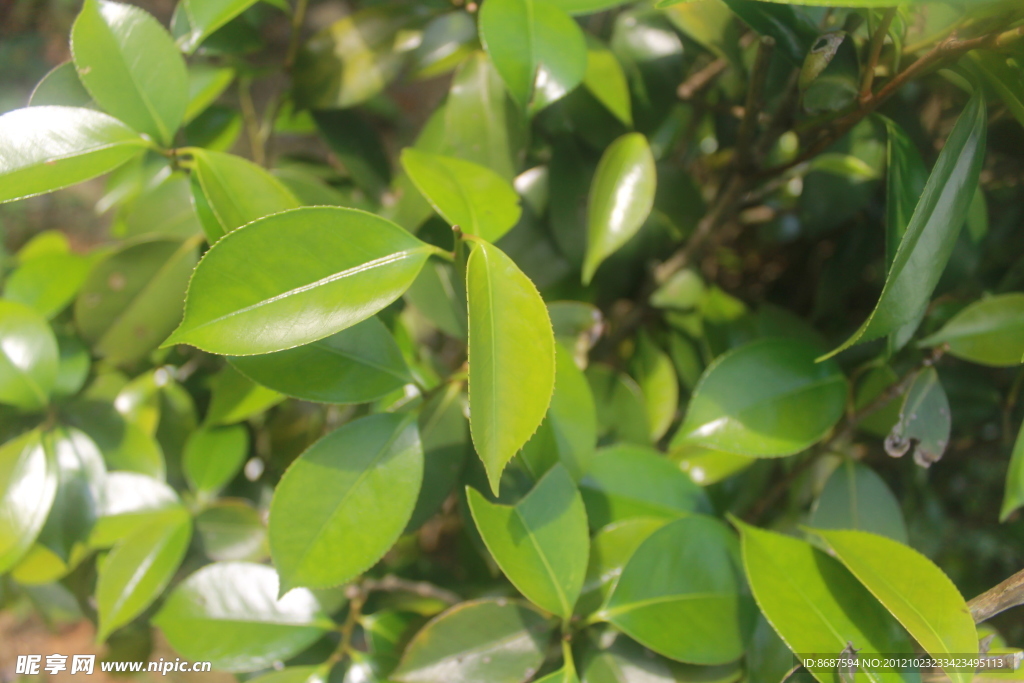茶树