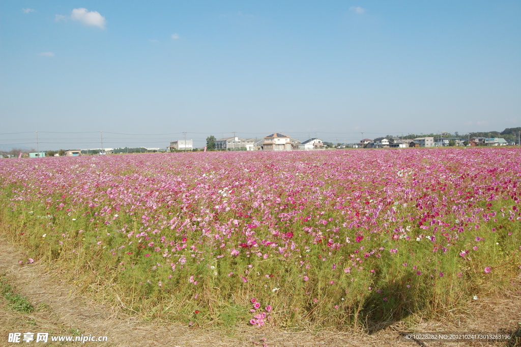 日本大波斯菊