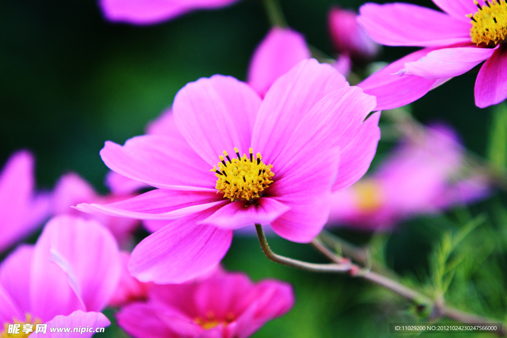 波斯菊