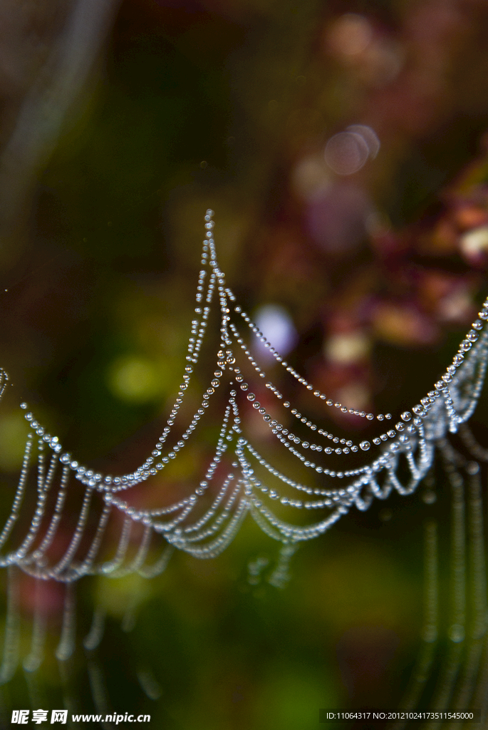 美丽的蜘蛛网
