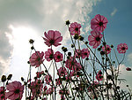 波斯菊