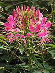 醉蝶花