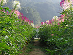 醉蝶花